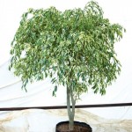 formirovanie-krony-u-fikusa