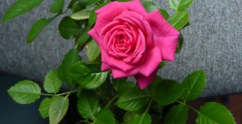 главнаяяяя