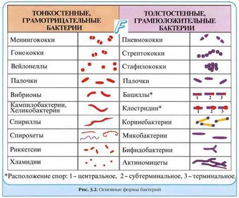 Виды слизи в мазке