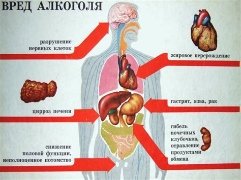 Влияние на организм человека