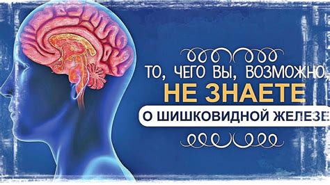 Выводы и рекомендации по активации шишковидной железы