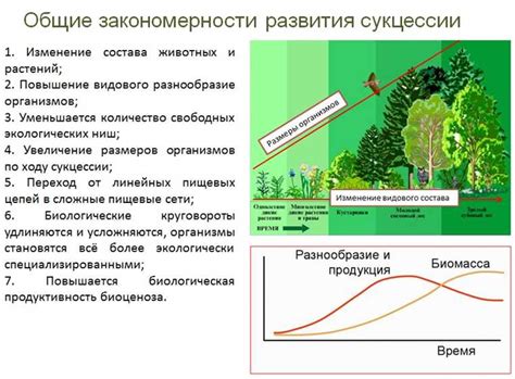 Дятел и его стук: роль в экосистеме и использование инструмента