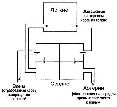 Механизм действия перекиси водорода