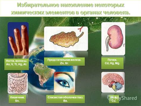 Опасность накопления тяжелых металлов в организме