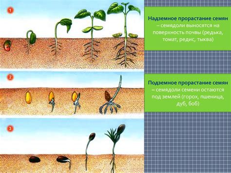 Ослабление растения и нарушение его развития