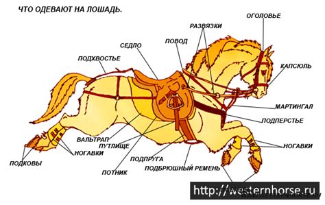 Основные амуниции для осла