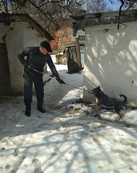 Отлов бродячих собак в Павлодаре