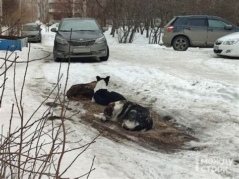 Отлов собак в Нижнем Тагиле