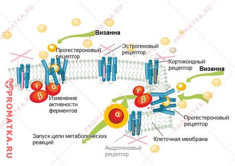 Преимущества Визанны