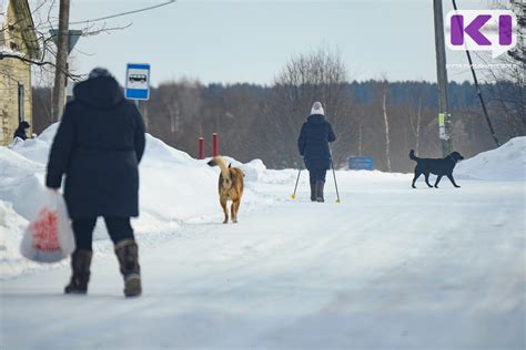 Проблемы, связанные с бездомными собаками в Михайловске