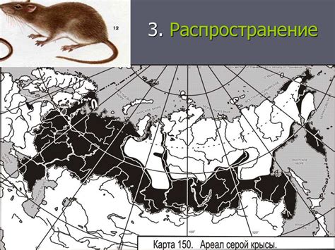 Распространение крыс