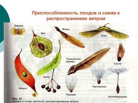 Растения и семена