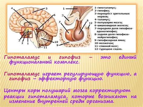 Роль гипофиза в организме человека