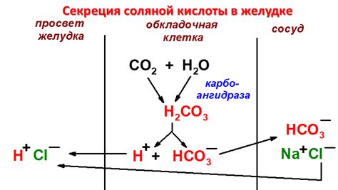 Роль соляной кислоты в этой реакции