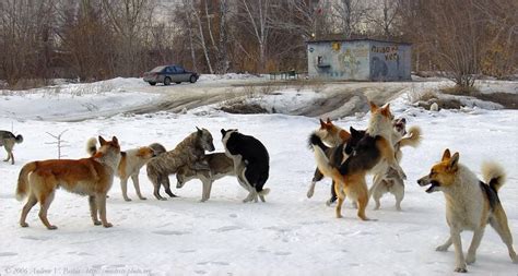 Самостоятельный отлов собаки