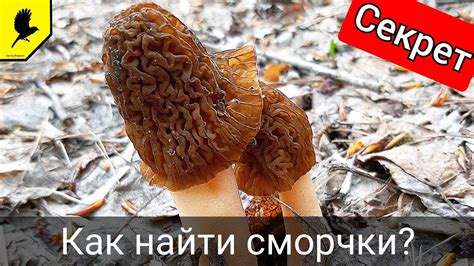 Секретный способ найти Гелик в убежище