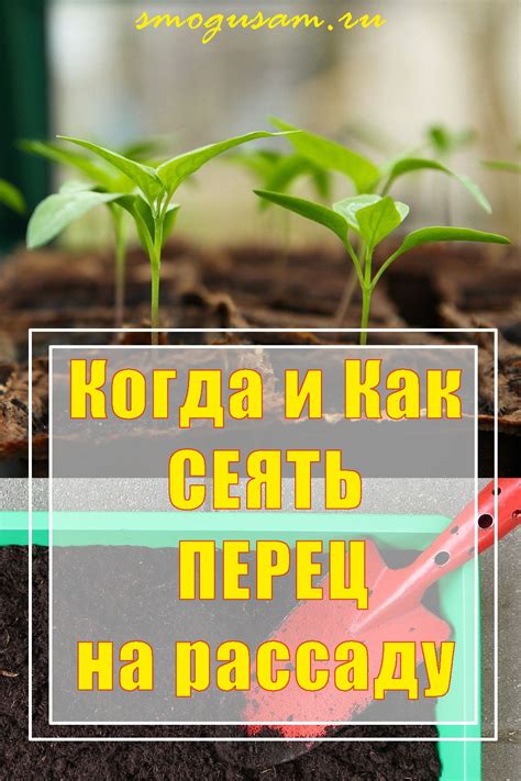 Семена мужских и женских перцев: как выбрать правильно