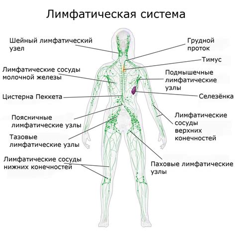 Симптомы внутрилегочных лимфоузлов