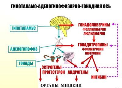 Симптомы и проявления неоднородной структуры гипофиза