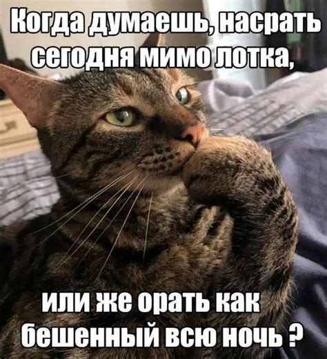 Смешные шутки и приколы