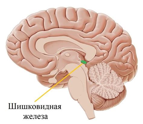 Способы декальцинирования шишковидной железы: эффективные методы и рекомендации