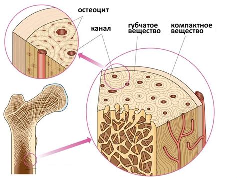 Структура гландулярной ткани