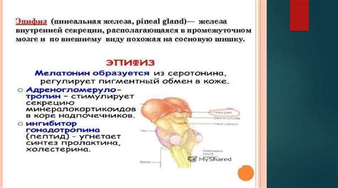 Структура и функции шишковидной железы