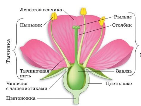 Структура цветка березы