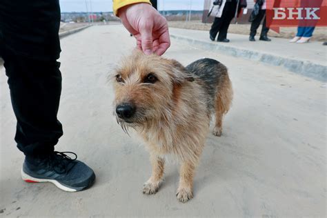 Услуги по отлову собак в Анжеро-Судженске