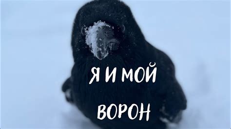 Уход за вороном