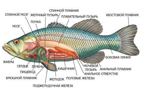 Экологические последствия металлического привкуса у рыбы