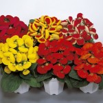 кальцеолярия06