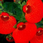 кальцеолярия07