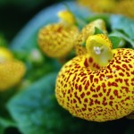 кальцеолярия08