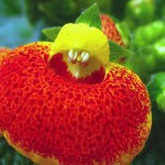 Photo Calceolaria herbeohybrida / Фото Кальцеолярия гибридная / Фото Кальцеолярія гібридна
