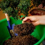 kogda-i-kak-pravilno-peresazhivat-komnatnye-cvety05