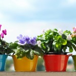 kogda-i-kak-pravilno-peresazhivat-komnatnye-cvety06
