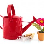 kogda-i-kak-pravilno-peresazhivat-komnatnye-cvety07