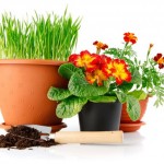 kogda-i-kak-pravilno-peresazhivat-komnatnye-cvety09