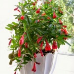 komnatnyi granat seramis