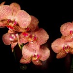 orhidea_vspalne5
