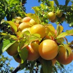 plums_on_tree_one