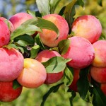 populyarnye-sorta-sliv