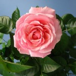 roza-komnatnaya-uxod