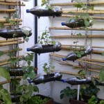 vertikalnyiy-sad-iz-plastikovyih-butyilok15