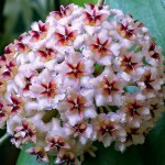 восковой плющ2