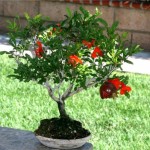 yak-virostiti-granatove-derevo-budinku_881